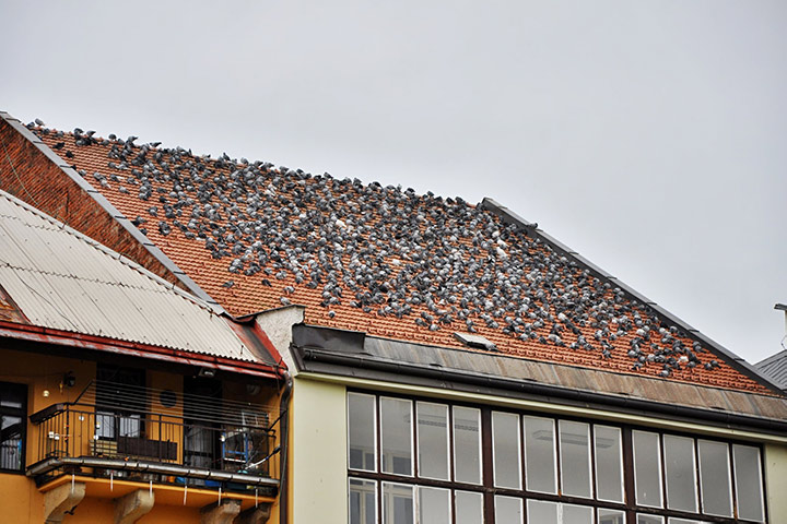 A2B Pest Control are able to install spikes to deter birds from roofs in Kidderminster. 