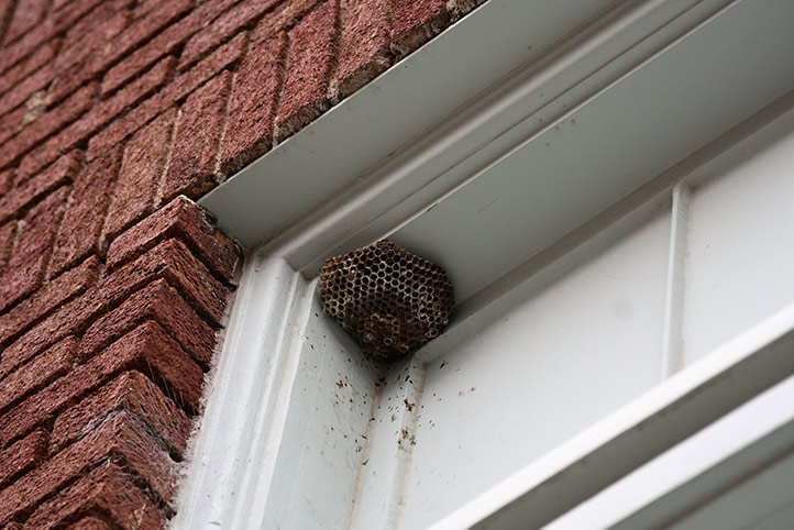 We provide a wasp nest removal service for domestic and commercial properties in Kidderminster.